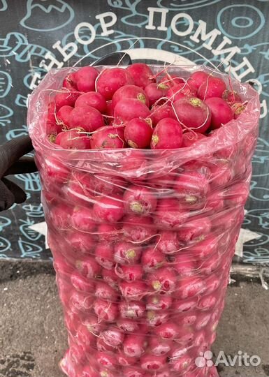 Редис свежего урожая