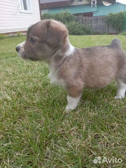 Самый милый щенок, девочка Лялька ищет дом