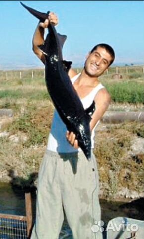 Рыба ала. Армянская рыба. Армянская рыба сига. Сиг Армения. Самая дорогая рыба в Армении.
