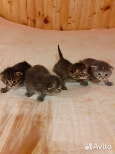 Котята в добрые руки