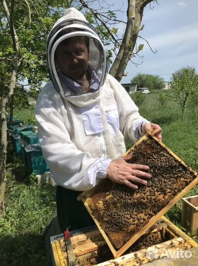 Пчелопакеты 3+1, Бакфаст f1 с ящиком для перевозки