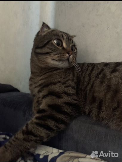 Кот в добрые руки