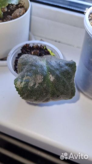 Мини фиалки