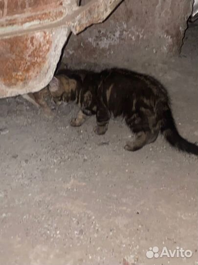 Отдам котят в добрые руки