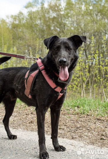 Красавчик Вуди из приюта ждёт свою семью