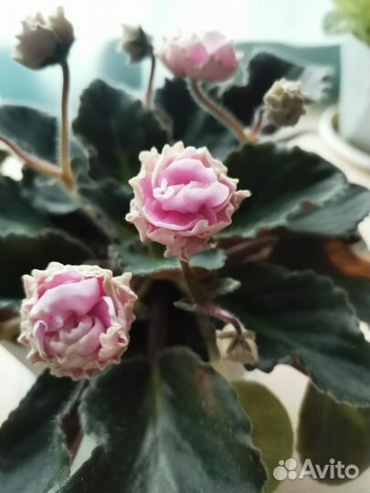 Фиалки цветущие в горшке