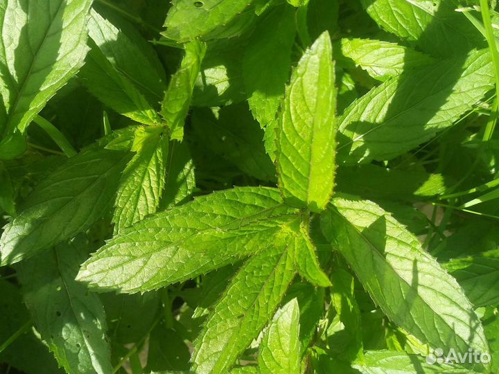 Мята Мохито,перечная, чайная