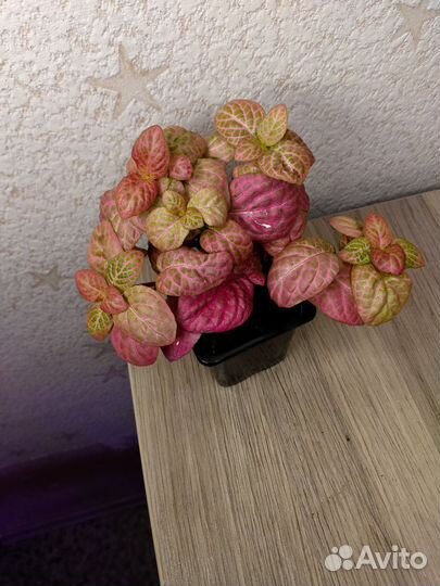 Фиттония розовая