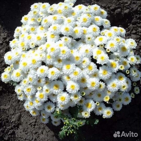 Хризантема шаровидная, гейхера желтая