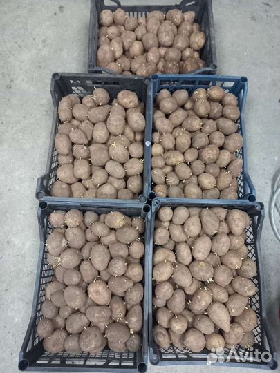 Семенной картофель гала