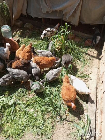 Цыплята несушки подрощенные