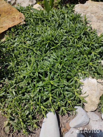 Вересковая астра