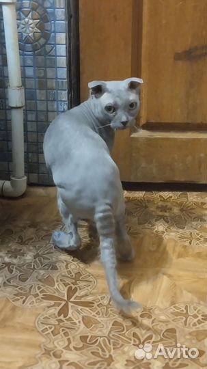 Сфинкс велюр