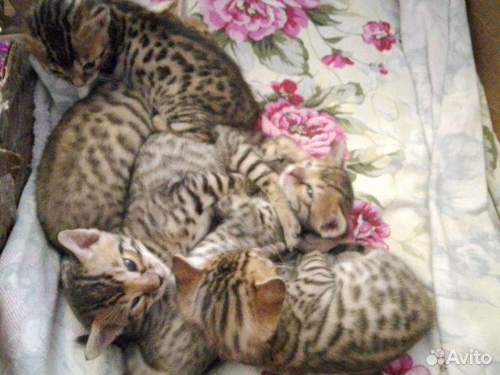 Котята
