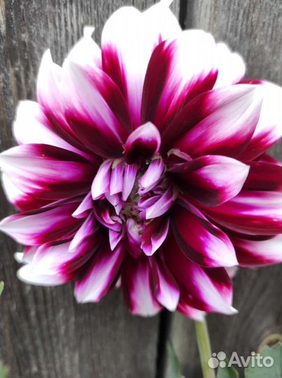 Георгины клубни