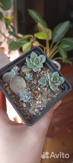 Суккуленты