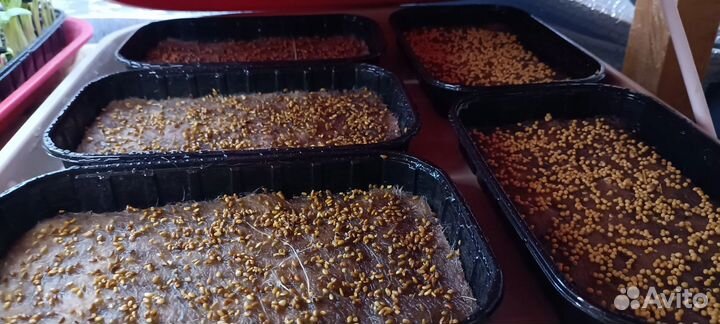 Микрозелень