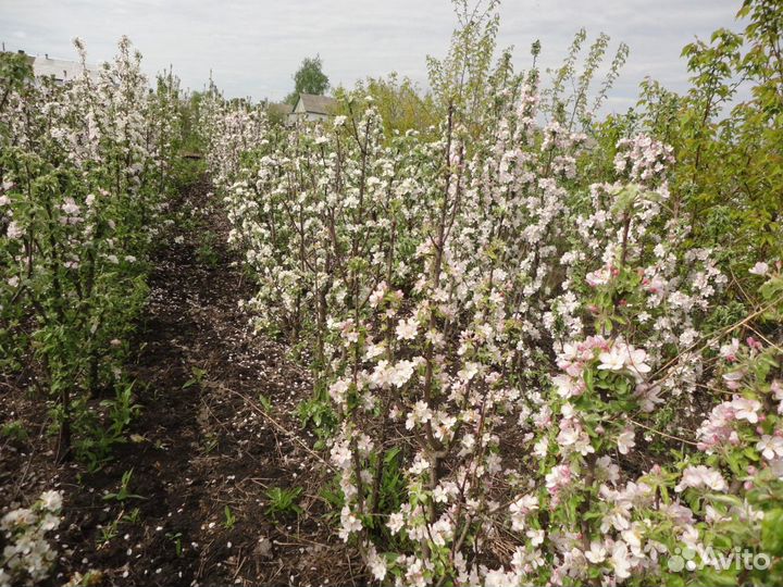 Колоновидные яблони. Саженцы