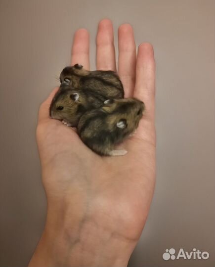 Джунгарские хомяки/джунгарик бесплатно, видео