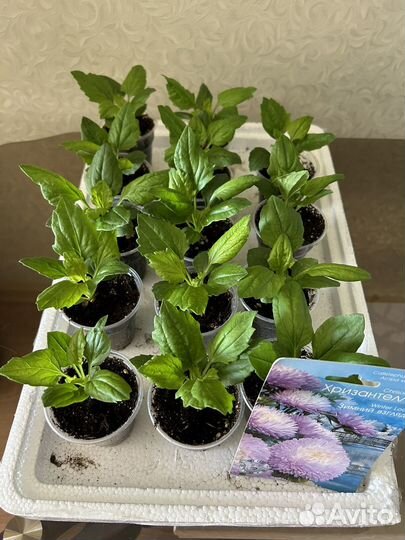 Хризантелла рассада