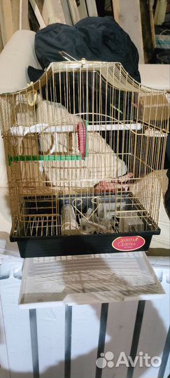 Отдам клетку для попугая за вкусную шоколадку