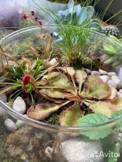 Флорариум с хищными растениями