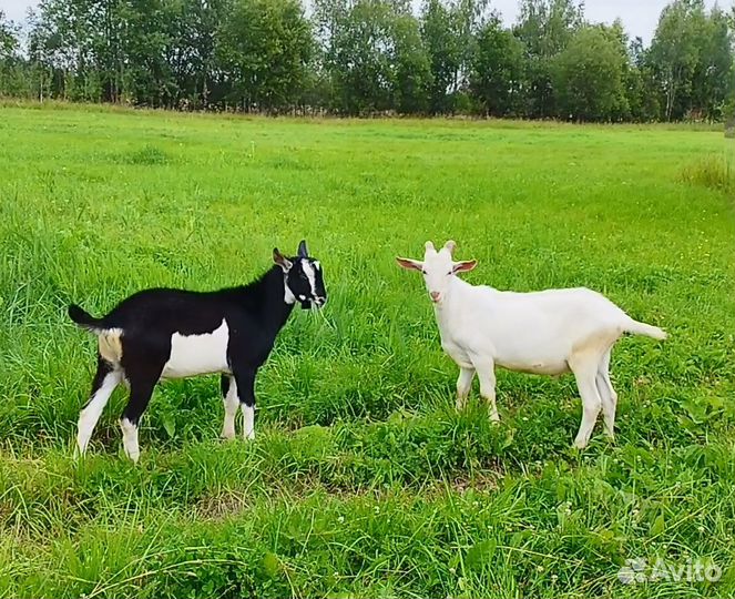 Козлик на племя