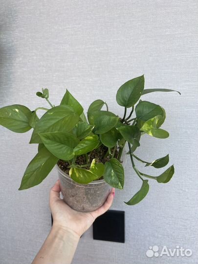 Сциндапсус золотистый