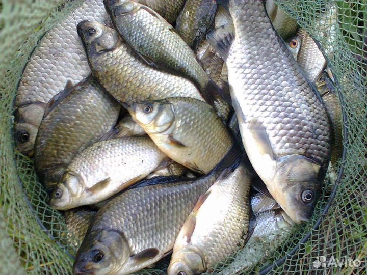 Живая рыба оптом