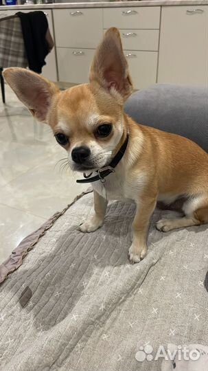 Домашние животные собаки маленькие