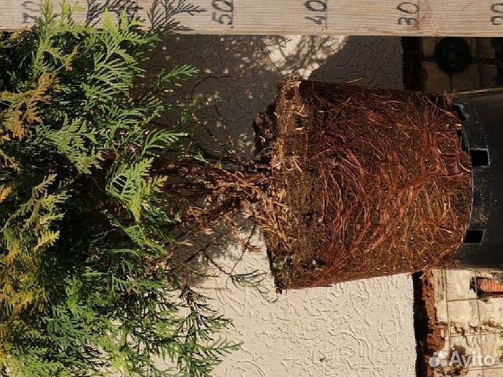 Туя голден глоб лимонник