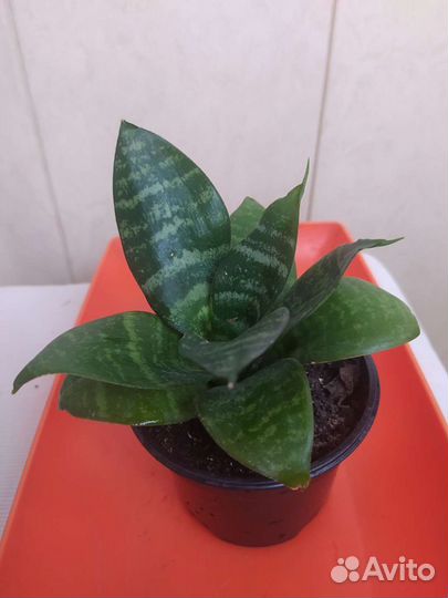 Сансевиерия ханни