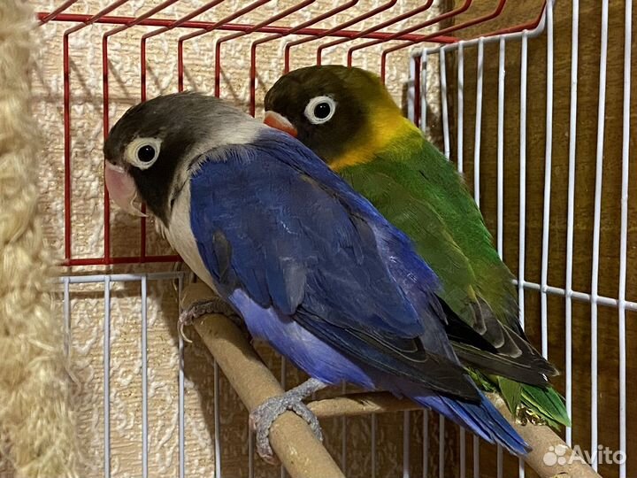 Попугай неразлучники с клеткой