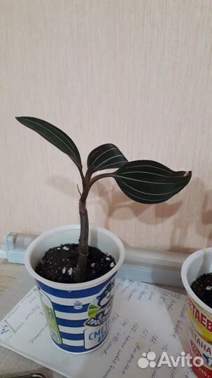 Орхидея Лудизия