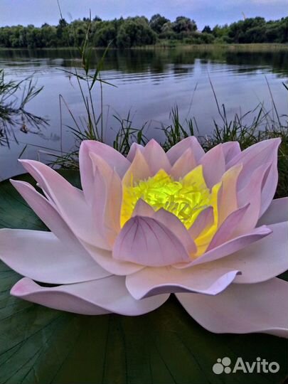 Водяные лилии с подсветкой