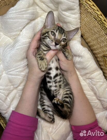 Бенгальская девочка 