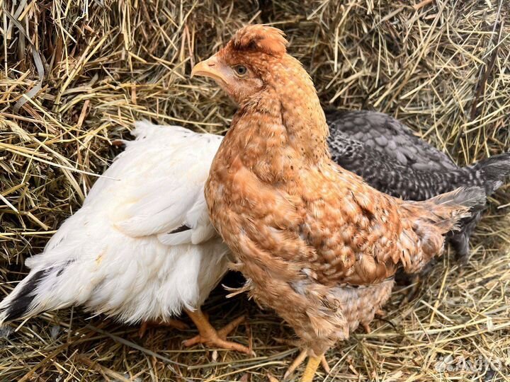 Куры несушки с бесплатной доставкой по области