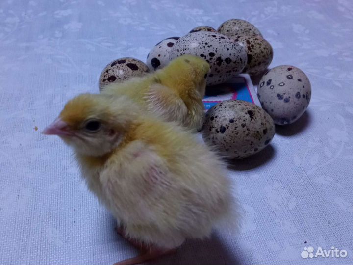 Яйца перепелиные