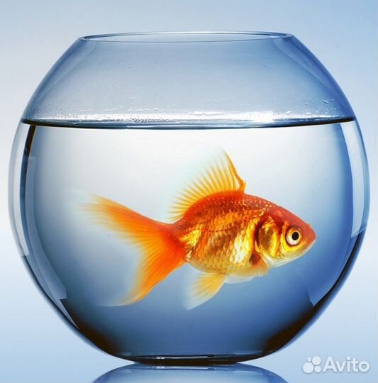 Круглый аквариум 7 литр с комплектом, рыбки.такси