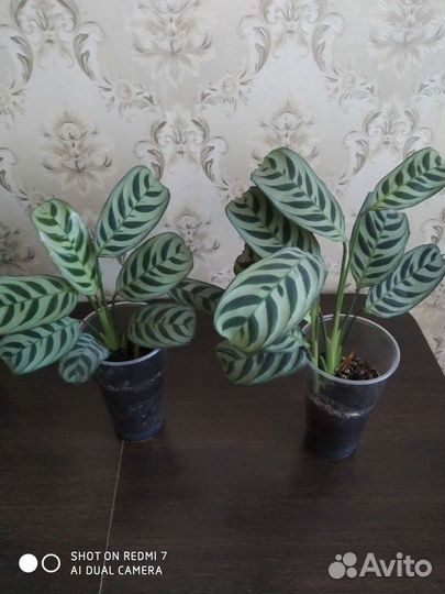 Калатея, Пальма