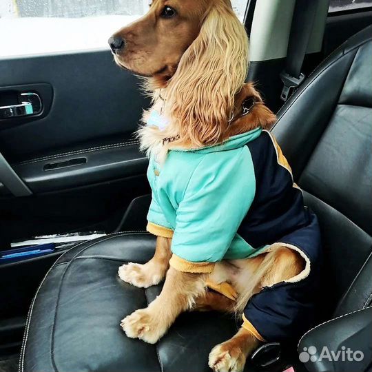 Зоотакси