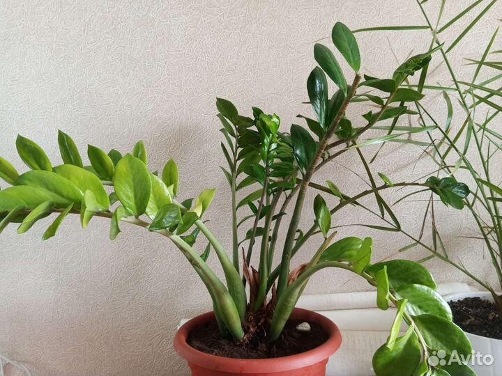 Замиокулкас