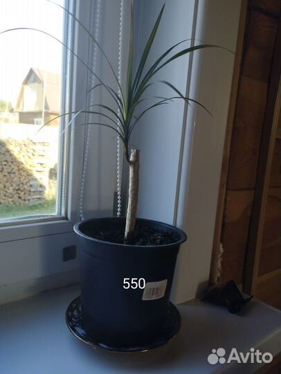 Продам - Диффенбахия 120 см, 60 см, торг