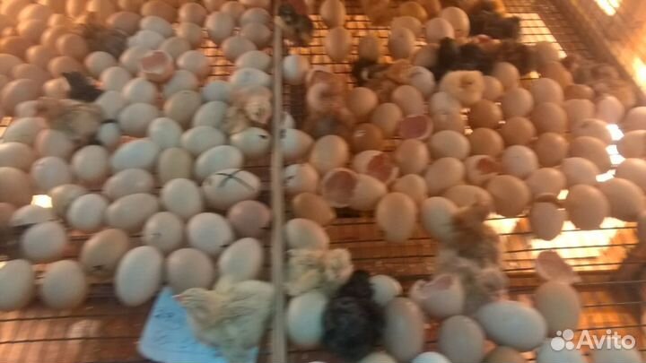 Инкубатор собственного производства на 2000 яиц