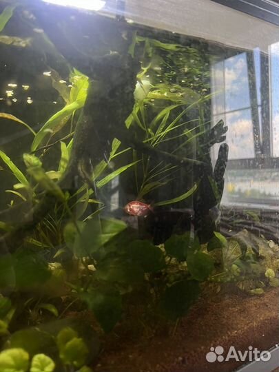 Аквариум