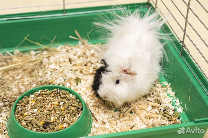 Морские свинки