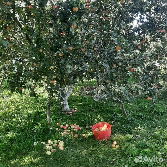 Яблоки домашние