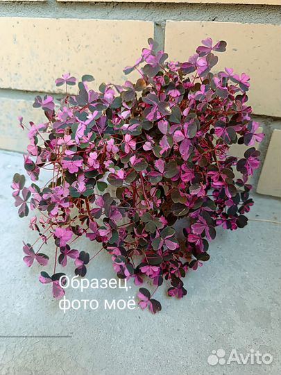 Разные комнатные