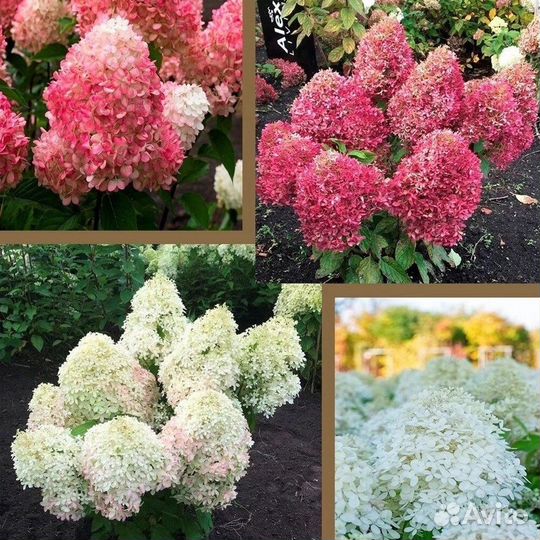 Гортензия метельчатая