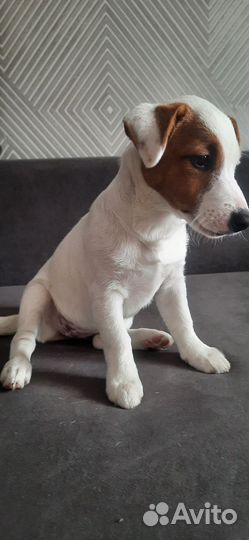 Домашние животные собаки щенки